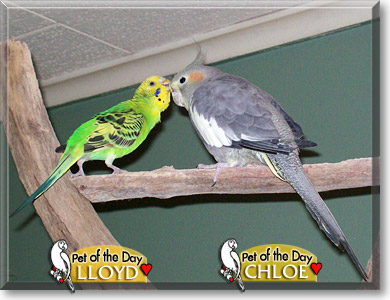 Lloyd, Chloe, the Pet of the Day