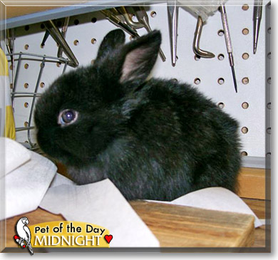 Midnight, the Pet of the Day