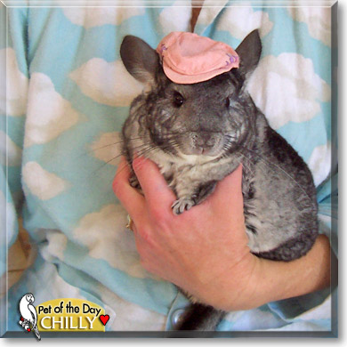 Chilly, the Pet of the Day Chilly, the Pet of the Day