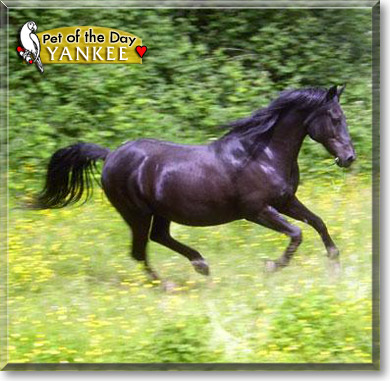 Yankee, the Pet of the Day