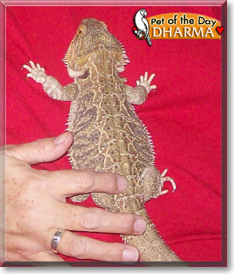 Dharma, the Pet of the Day