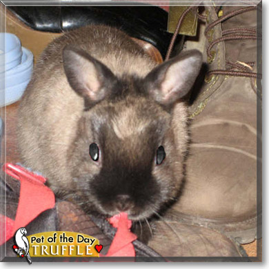 Truffle, the Pet of the Day