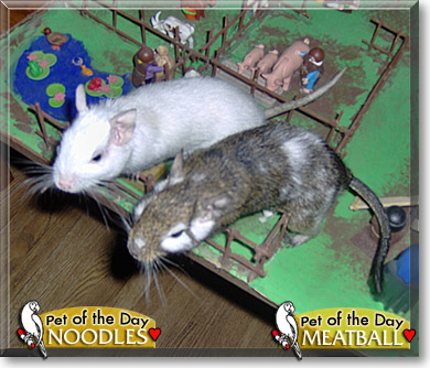 Meatball, Noodles, the Pet of the Day