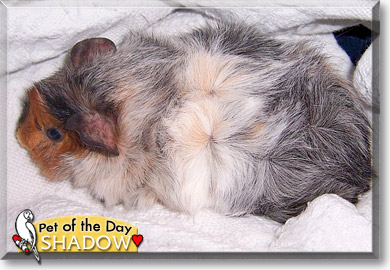 Shadow, the Pet of the Day