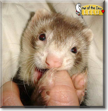Lelu, the Pet of the Day