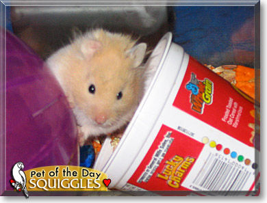 Squiggles, the Pet of the Day