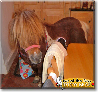 Teddy Bear, the Pet of the Day