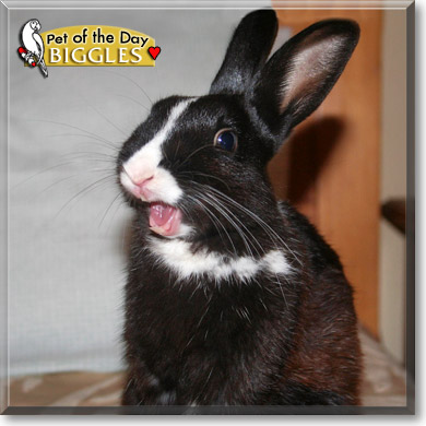 Biggles, the Pet of the Day
