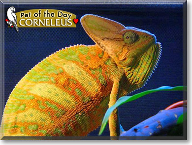 Corneleus, the Pet of the Day