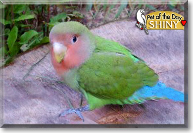 Shiny, the Pet of the Day