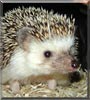 Bernard
