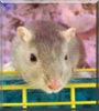 Gus