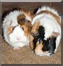 Puff, Pumpkin