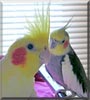 Lilli, Pip