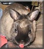 Truffle
