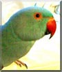 Neela