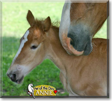Annie, the Pet of the Day