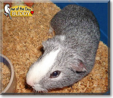 Buddy, the Pet of the Day