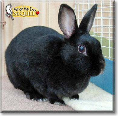 Sequel, the Pet of the Day Sequel, the Pet of the Day