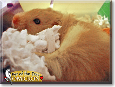 Omicron, the Pet of the Day