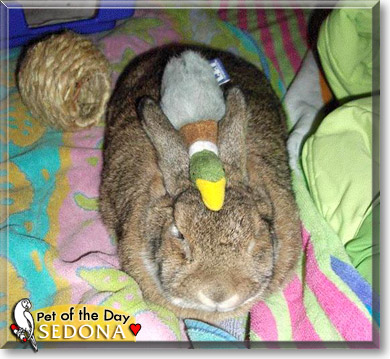 Sedona, the Pet of the Day
