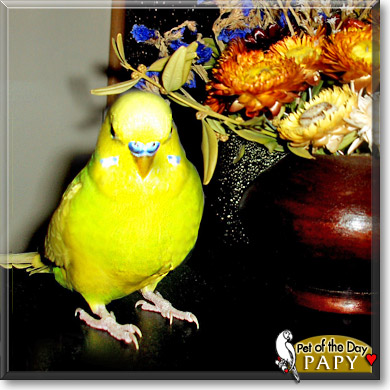 Papy, the Pet of the Day