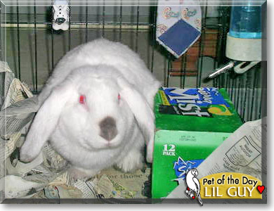 Lil Guy, the Pet of the Day