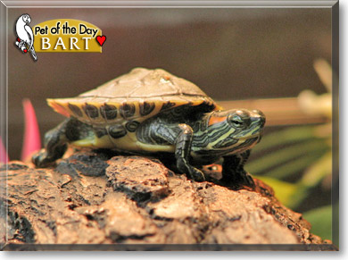 Bart, the Pet of the Day
