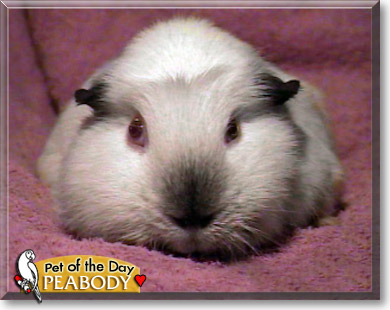 Peabody, the Pet of the Day