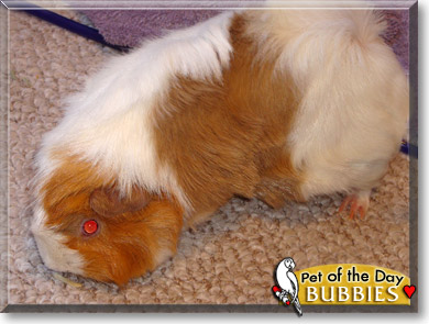 Bubbies, the Pet of the Day Bubbies, the Pet of the Day