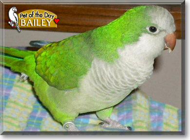 Bailey, the Pet of the Day