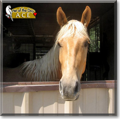 Ace, the Pet of the Day