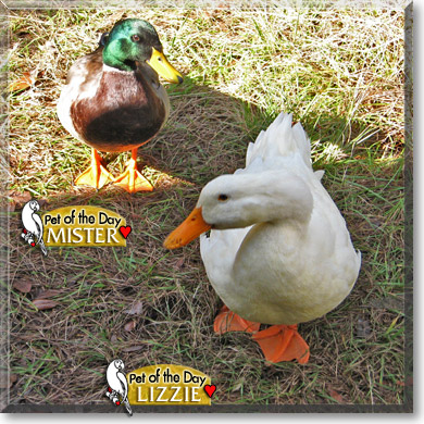 Mister, Lizzie, the Pet of the Day Mister, Lizzie, the Pet of the Day