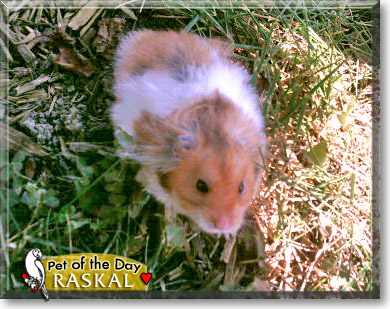 Raskal, the Pet of the Day