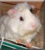 Kuci