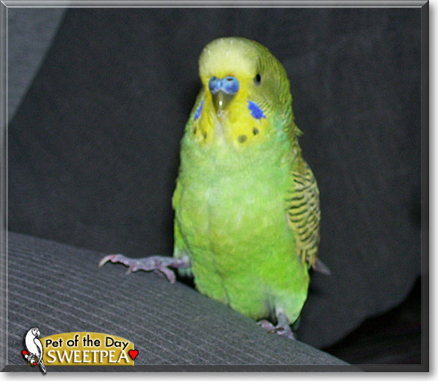 Sweetpea, the Pet of the Day