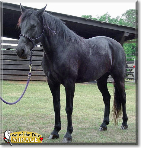 Mirage, the Pet of the Day