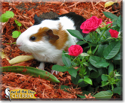 Cherrio, the Pet of the Day