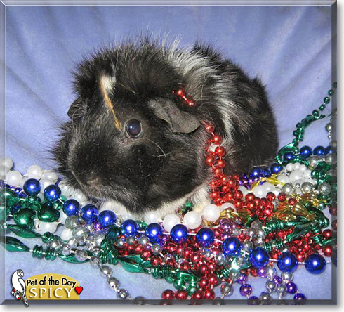 Spicy, the Pet of the Day
