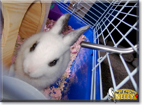 Nelly, the Pet of the Day