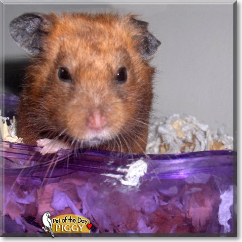 Piggy, the Pet of the Day