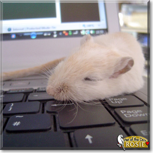 Rosie, the Pet of the Day Rosie, the Pet of the Day