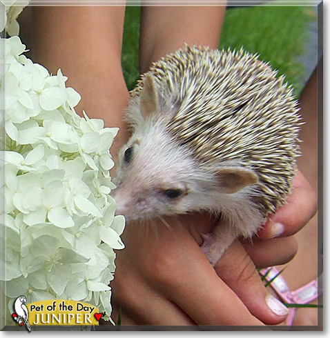 Juniper, the Pet of the Day Juniper, the Pet of the Day