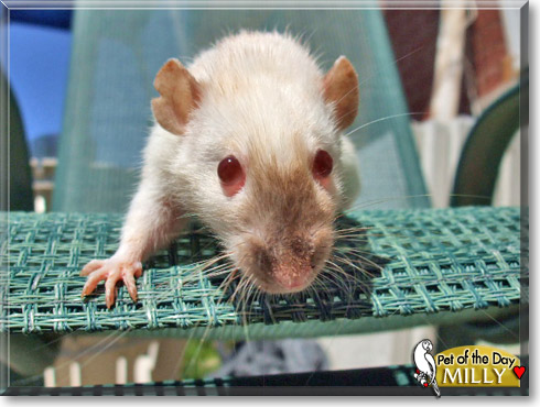 Milly, the Pet of the Day Milly, the Pet of the Day