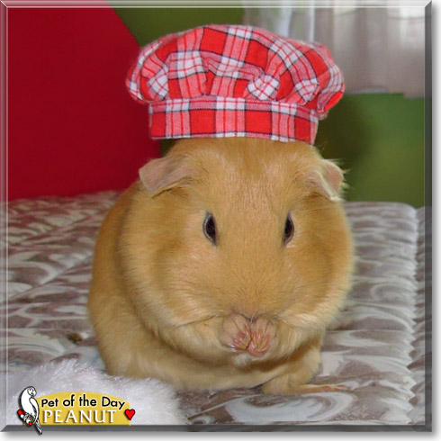 Peanut, the Pet of the Day Peanut, the Pet of the Day