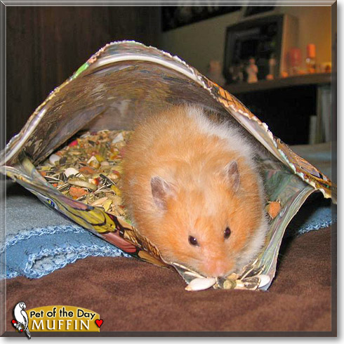 Muffin, the Pet of the Day Muffin, the Pet of the Day