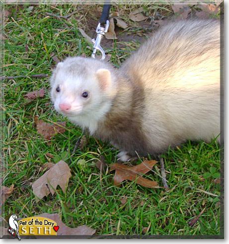Seth, the Pet of the Day Seth, the Pet of the Day