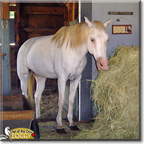 Foggy, the Pet of the Day Foggy, the Pet of the Day