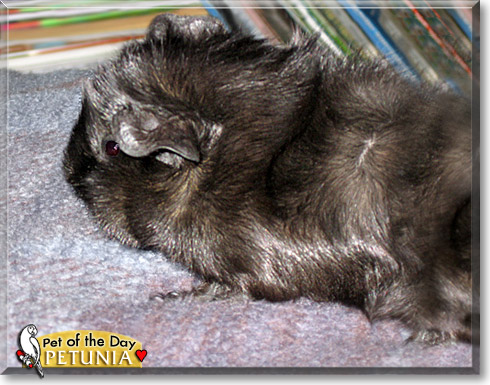 Petunia, the Pet of the Day