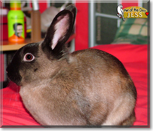 Jess, the Pet of the Day Jess, the Pet of the Day